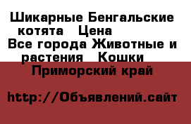 Шикарные Бенгальские котята › Цена ­ 25 000 - Все города Животные и растения » Кошки   . Приморский край